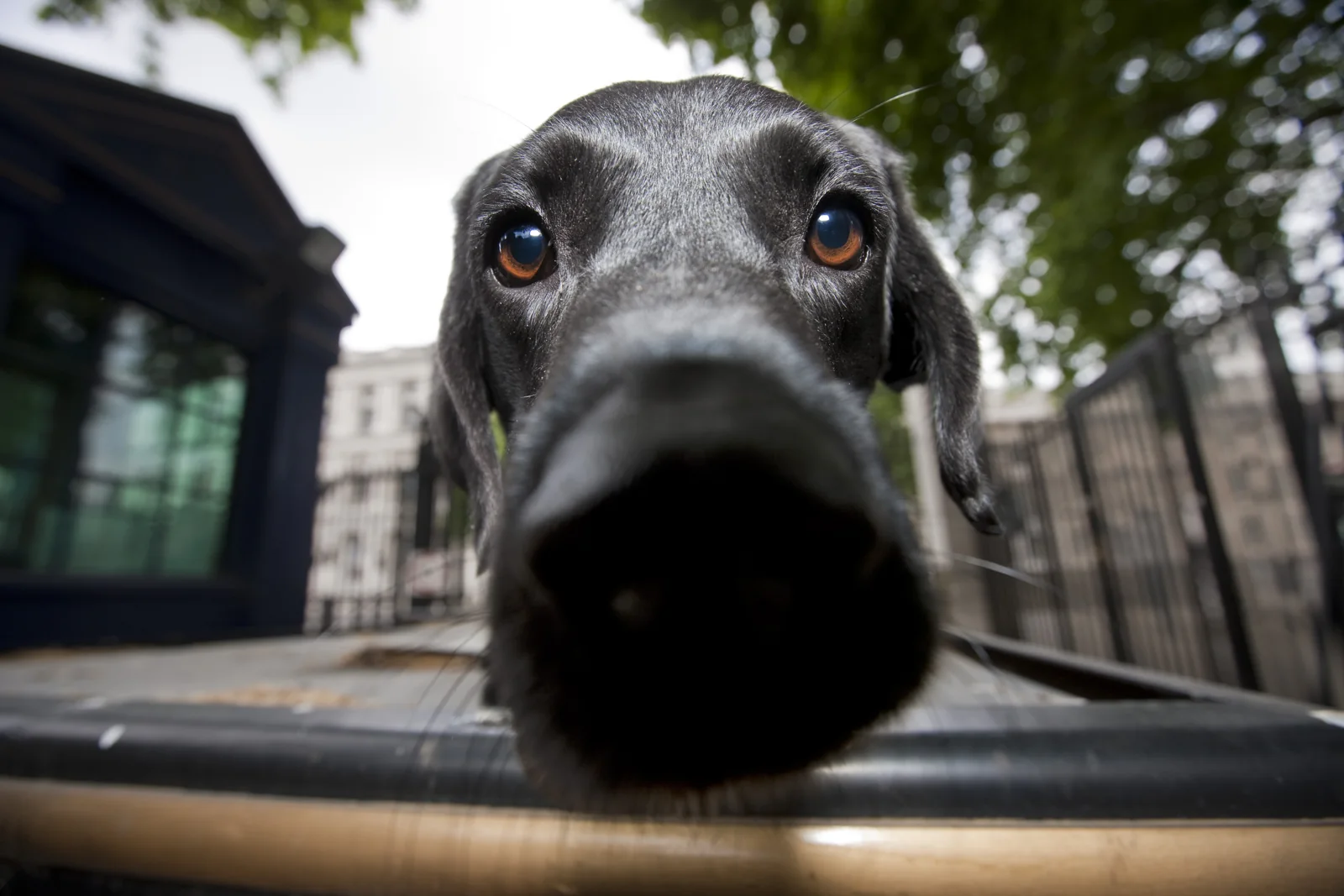 UK Ministry of Defence search dog, trained to detect explosives and photographed in 2011. Context image, not a dog from the new anti-spiking team.